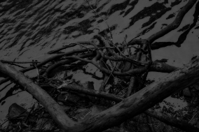 Roots In Water II