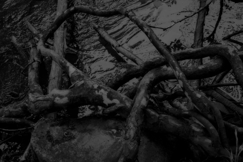 Roots In Water III