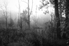 Trees & Fog III