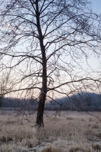 dawn tree